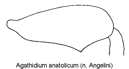 agathidium_anatolicum_hschl.gif