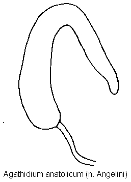 agathidium_anatolicum_sperm.gif