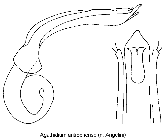 agathidium_antiochense.gif
