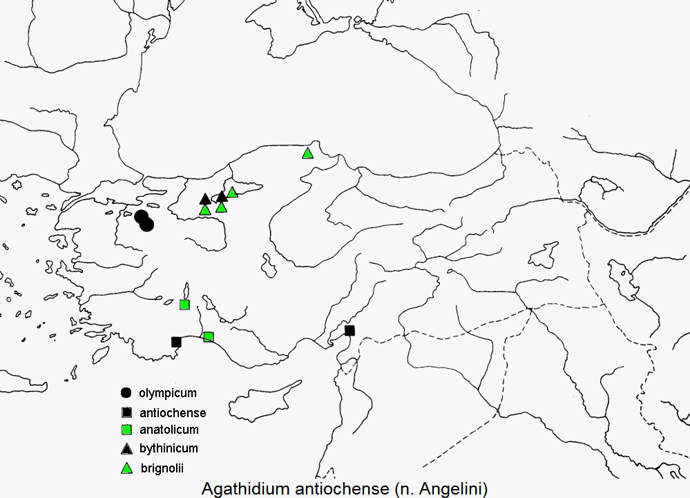 agathidium_antiochense_dis.gif