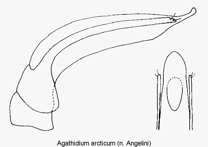 agathidium_arcticum.gif