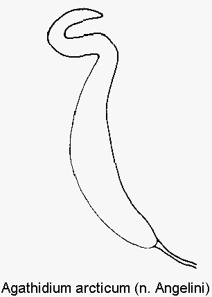agathidium_arcticum_sperm.gif