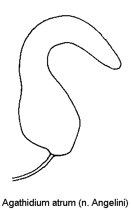 agathidium_atrum_sperm.gif