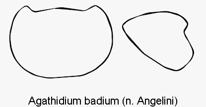 agathidium_badium_hsch.gif