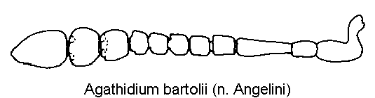 agathidium_bartolii_f.gif