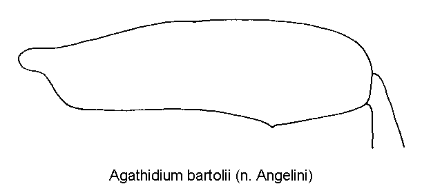 agathidium_bartolii_hschl.gif