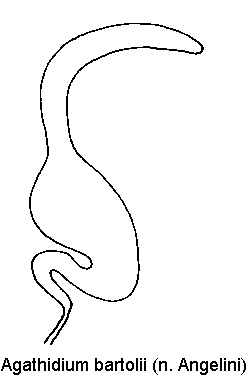 agathidium_bartolii_sperm.gif