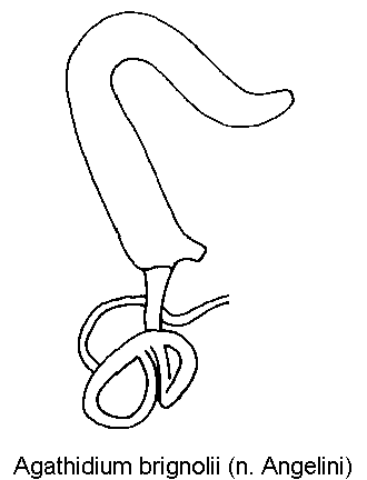 agathidium_brignolii_sperm.gif