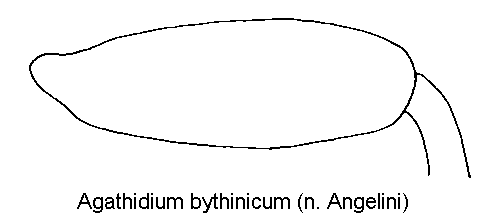 agathidium_bythinicum_hschl.gif