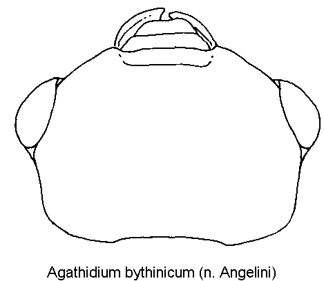 agathidium_bythinicum_k.gif