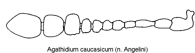 agathidium_caucasicum_f.gif