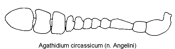 agathidium_circassicum_f.gif