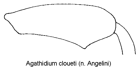agathidium_cloueti_hschl.gif
