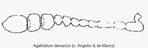 agathidium_demarzoi_f.gif