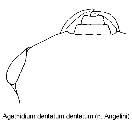 agathidium_dentatum_k.gif