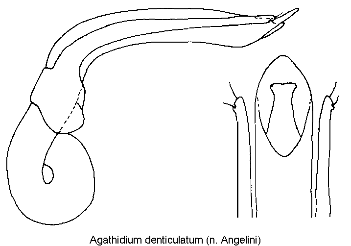agathidium_denticulatum.gif
