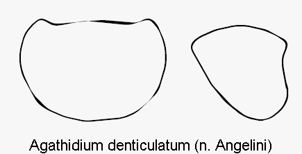 agathidium_denticulatum_hsch.gif