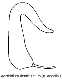 agathidium_denticulatum_sperm.gif