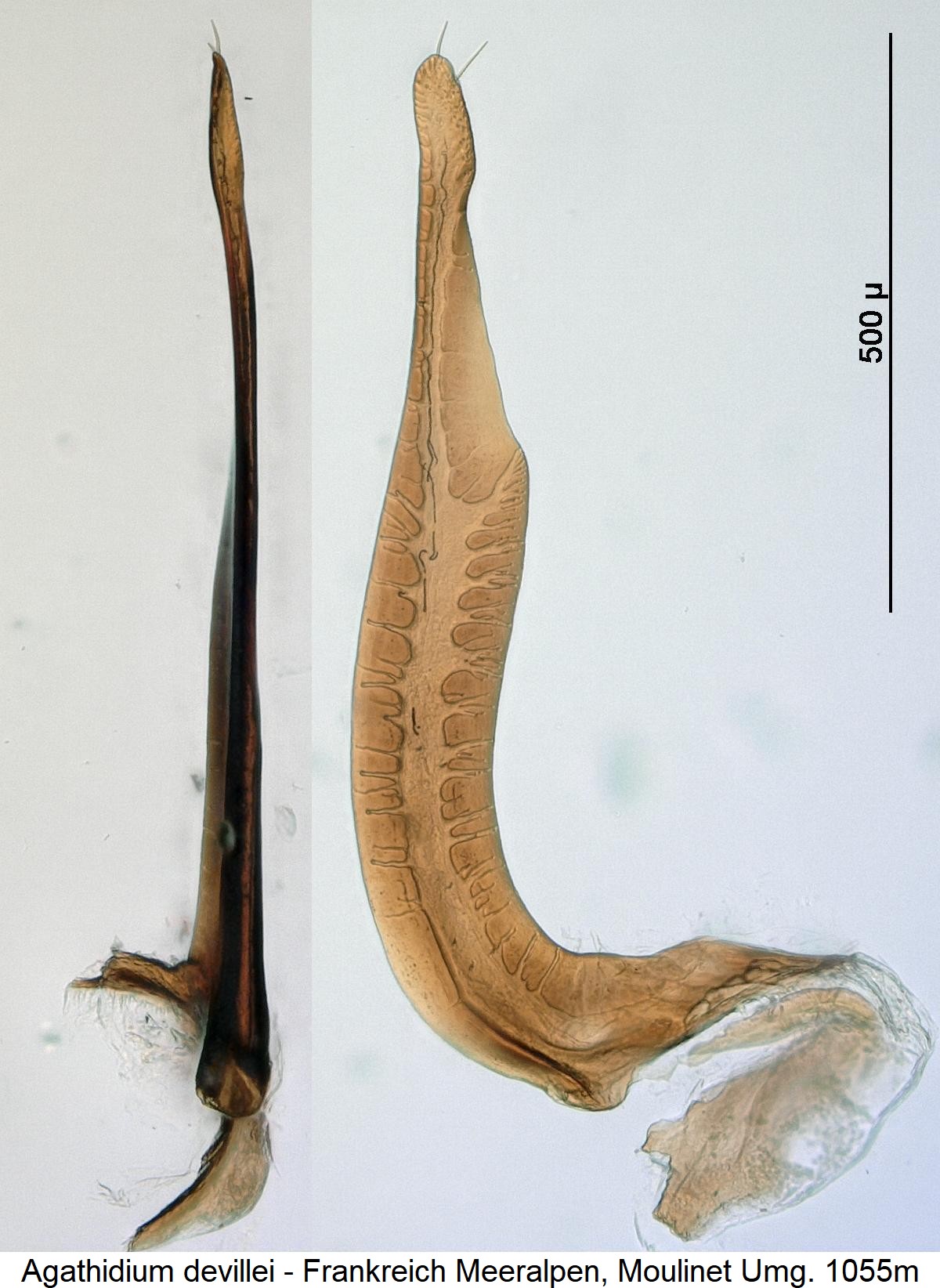 agathidium_devillei_pm.jpg