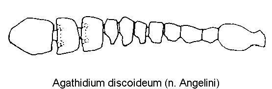 agathidium_discoideum_f.gif