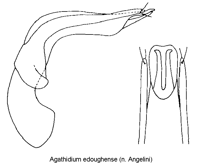 agathidium_edoughense.gif