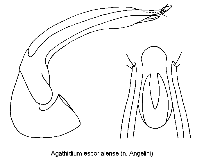agathidium_escorialense.gif