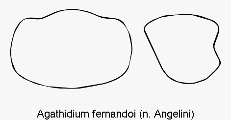 agathidium_fernandoi_hsch.gif