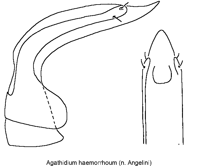 agathidium_haemorrhoum.gif