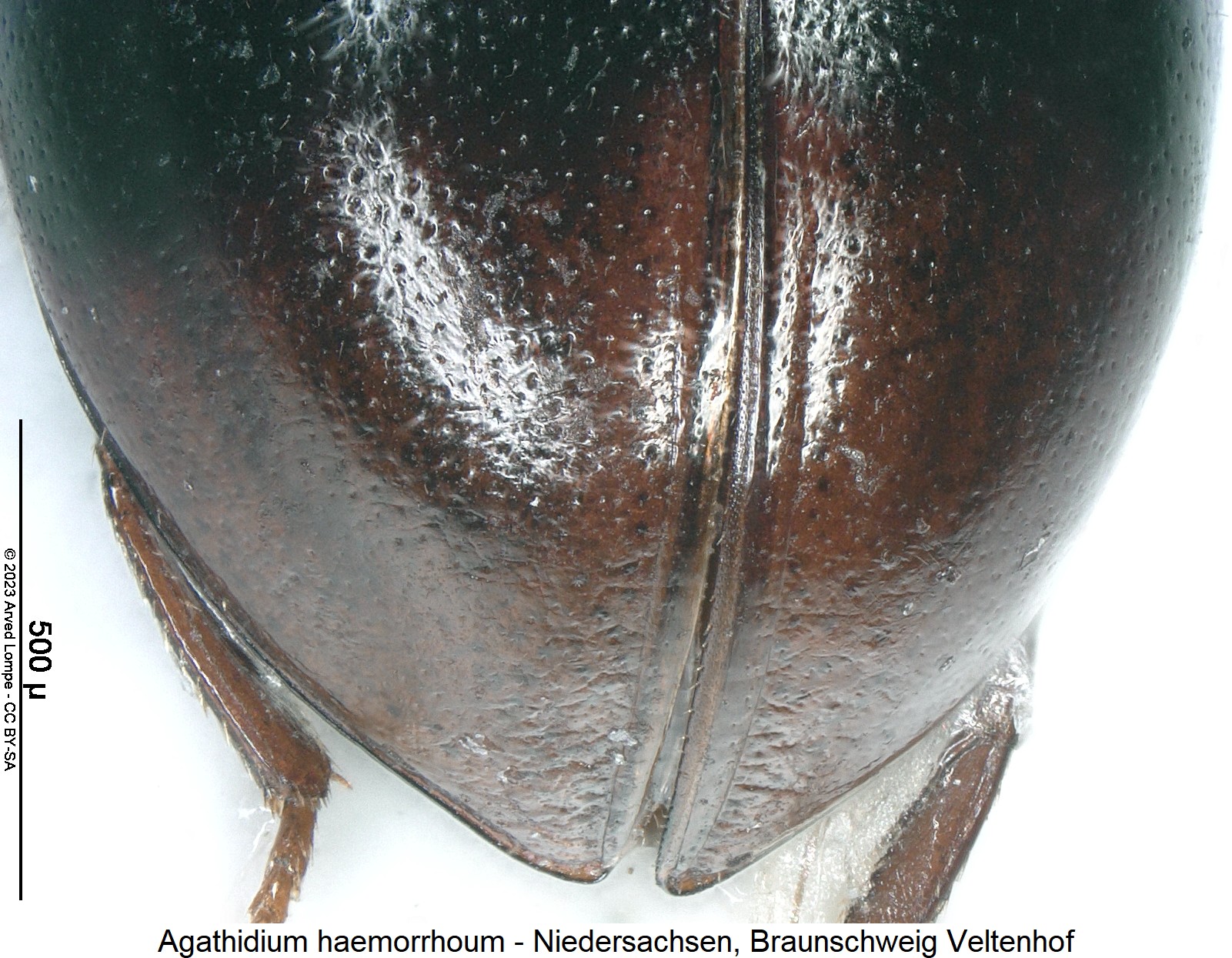 agathidium_haemorrhoum_dec.jpg