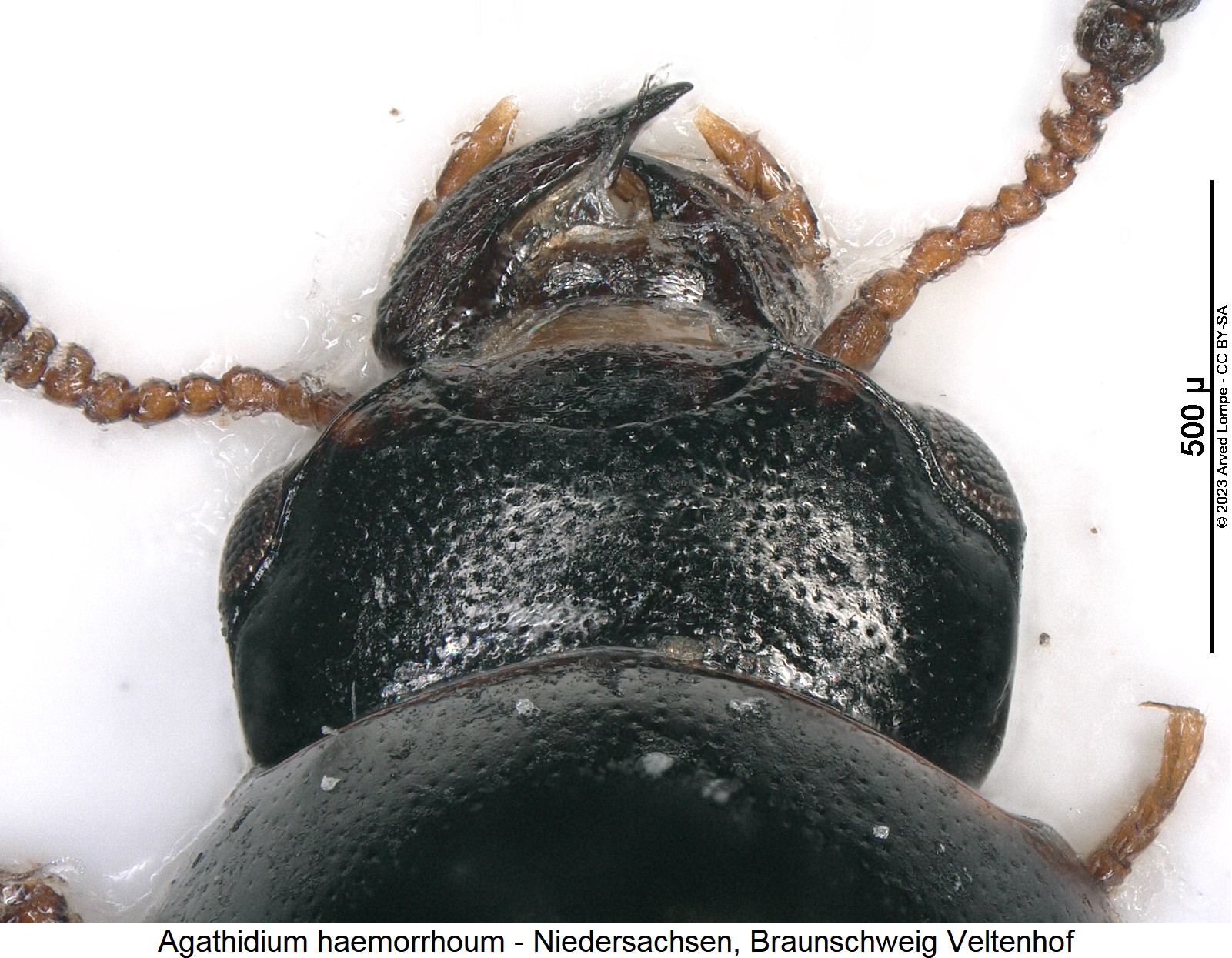 agathidium_haemorrhoum_k.jpg
