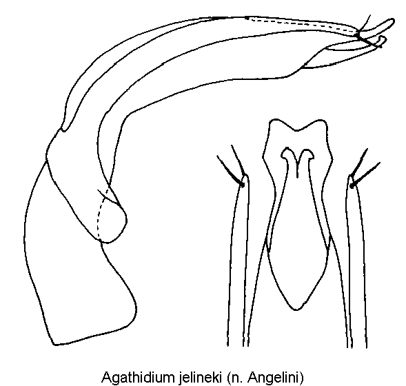 agathidium_jelineki.gif