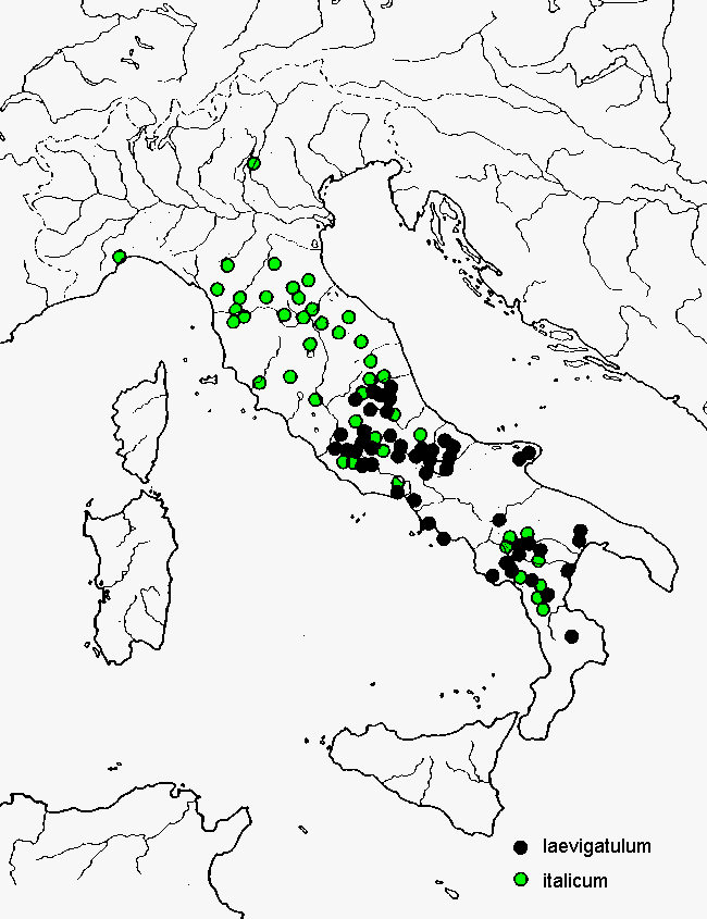 agathidium_laevigatulum_dis.gif