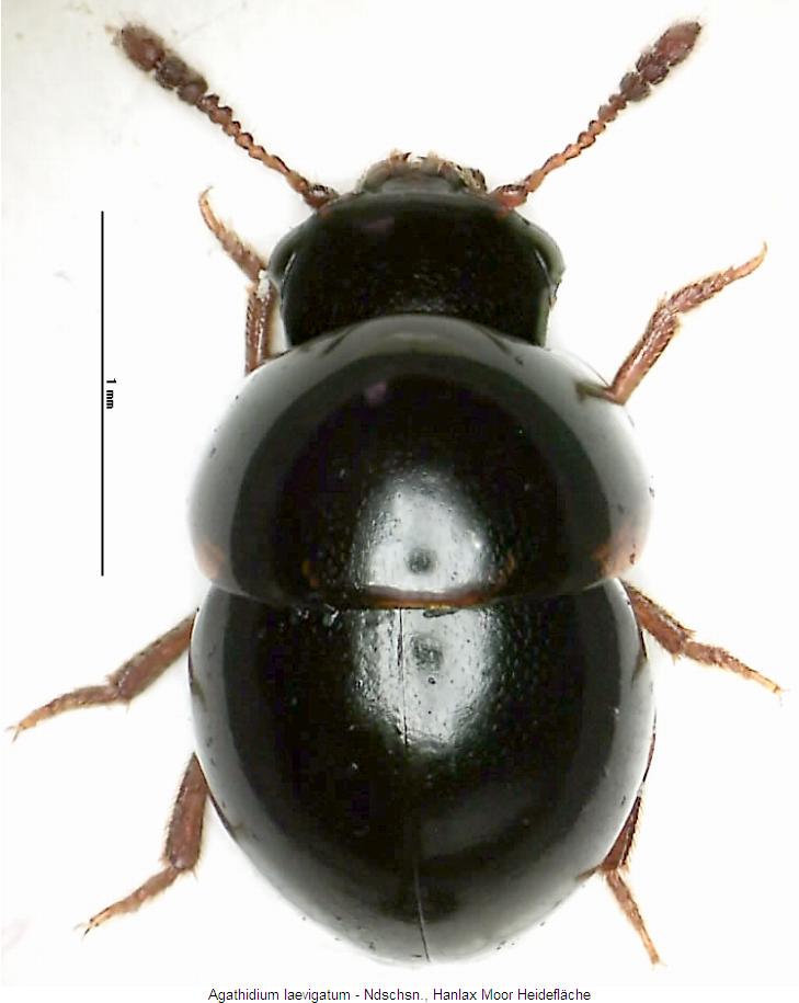agathidium_laevigatum_hab.jpg
