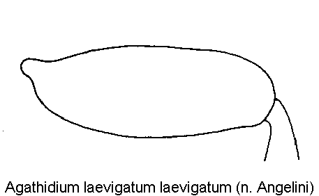 agathidium_laevigatum_hschl.gif