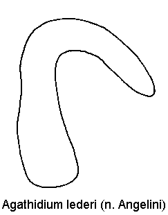 agathidium_lederi_sperm.gif