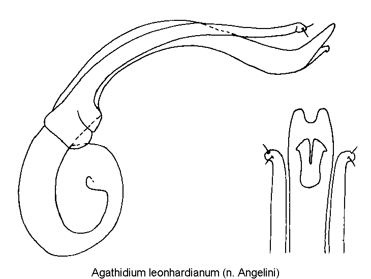 agathidium_leonhardianum.gif