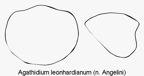 agathidium_leonhardianum_hsch.gif