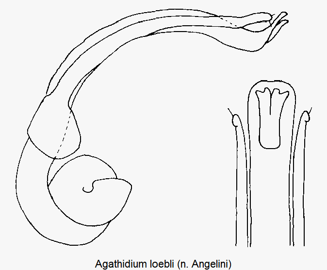 agathidium_loebli.gif