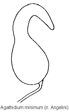 agathidium_minimum_sperm.gif