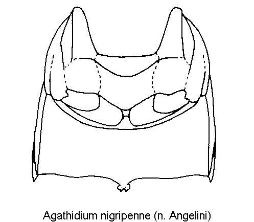 agathidium_nigripenne_mbr_hbr.gif
