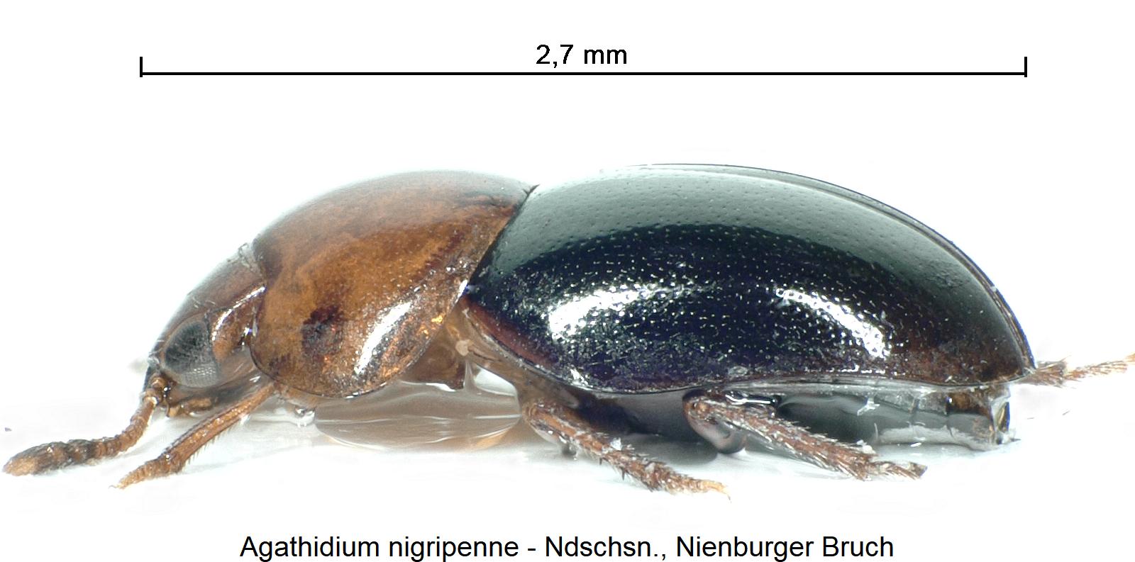 agathidium_nigripenne_sa.jpg