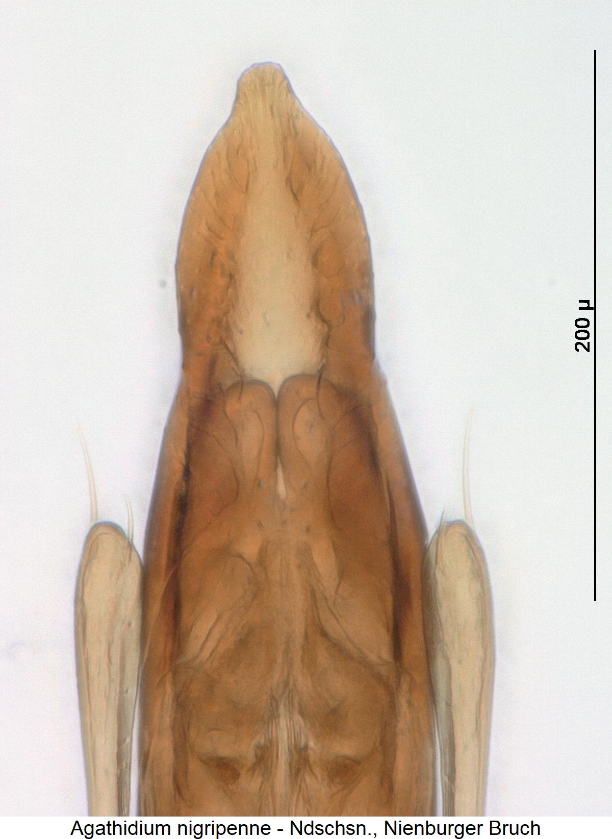 agathidium_nigripenne_spitze.jpg