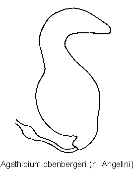 agathidium_obenbergeri_sperm.gif