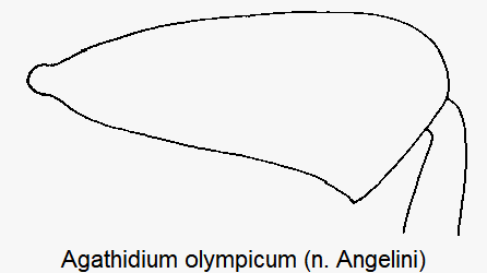 agathidium_olympicum_hschl.gif
