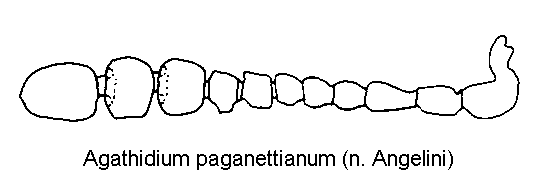 agathidium_paganettianum_f.gif