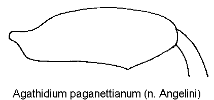 agathidium_paganettianum_hschl.gif
