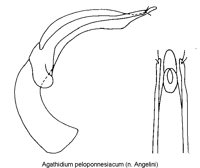 agathidium_peloponnesiacum.gif