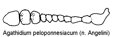 agathidium_peloponnesiacum_f.gif