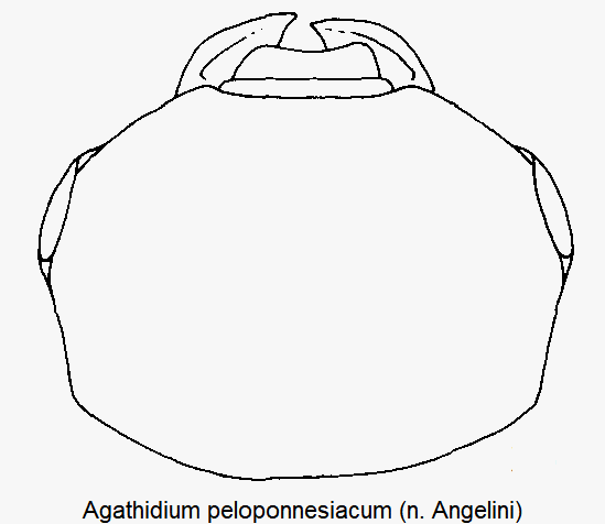 agathidium_peloponnesiacum_k.gif
