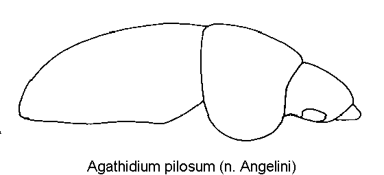 agathidium_pilosum_sa.gif